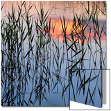 Summer Reed Poster von Hans Strand