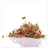 Buckwheat Sprouts Prints by David Wagner