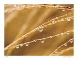 Morning Dew I Limited Edition by Joy Doherty