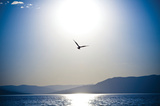 Take Flight Print by Erin Berzel