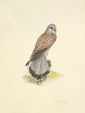 Kestrel Premium Giclee Print by C.T.N. Ackland