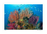 Sea Fans and Schooling Fusiliers Limited Edition by Jones-Shimlock 