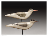 Long Island Terns Posters by Robert Shaw
