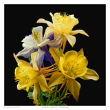 Columbines Origami Mix Posters by Richard Reynolds