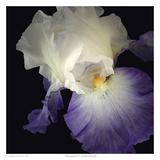 Tall Bearded Iris 9 Posters by Richard Reynolds