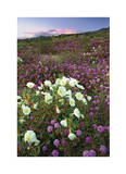 Anza Flower Meadow II Limited Edition by Donald Paulson