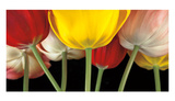 Sunshine Tulips Posters by Assaf Frank