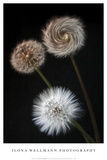 Metamorphose Prints by Ilona Wellmann
