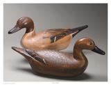 Janson Pintails Prints by Robert Shaw