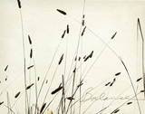 Grass Balance Posters by Amy Melious