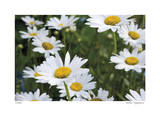 Daisy Detail Limited Edition by Stacy Bass