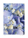 Pale Blue Hydrangea Limited Edition by Stacy Bass