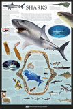 Sharks Prints