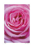 Pink Rose 3 Limited Edition by Stacy Bass