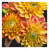 Dahlias Poster by Richard Reynolds