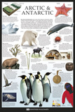 Artic & Antarctic Zdjęcie Artic & Antarctic Zdjęcie