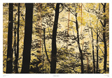 Golden Wood Prints by Lily Nicole