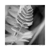 Leaf Square Limited Edition by Stacy Bass