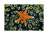 Sea Star on Sea Squirts Colony Limited Edition by Jones-Shimlock 