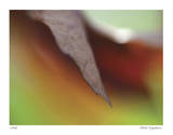 Autumn No 5 Edition limitée par Eva Mueller