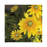 Zucchini Flowers Limitierte Auflage von Stacy Bass