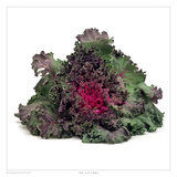 Kale Prints by David Wagner