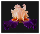 Tall Bearded Iris - Zandria Prints by Richard Reynolds