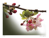 Cherry Blossoms III Limited Edition by Joy Doherty