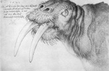 Albrecht Durer (Head of a walrus) Impressão de alta qualidade