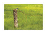 Golondrina Edición limitada por Donald Paulson