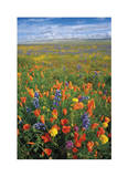 Flowers to the Horizon I Limited Edition by Donald Paulson