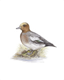 Wigeon (Male) Premium Giclee Print by C.T.N. Ackland