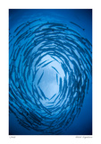 Swirling Barracuda Edition limitée par Jones-Shimlock 
