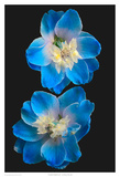 Candle Delphinium Print by Richard Reynolds