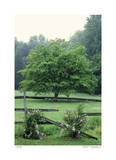 Tree Fence Roses Limited Edition by Stacy Bass