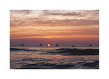 Pelican Sunrise Edición limitada por Matthew Lusk