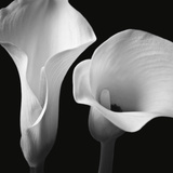 Softness II Poster by Assaf Frank