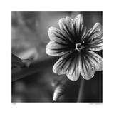 Botanical Study 19 Limited Edition by Stacy Bass