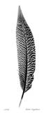 Feather III Limited Edition by Anthony Tahlier