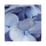 Blue Hydrangea 2 Limited Edition by Stacy Bass
