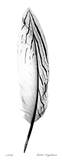 Feather II Edycja limitowana autor Anthony Tahlier Feather II Edycja limitowana autor Anthony Tahlier