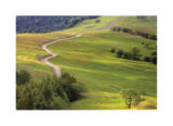 Bald Hills Redwoods National Park Limited Edition by Donald Paulson