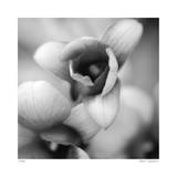Botanical Study 14 Limited Edition by Stacy Bass