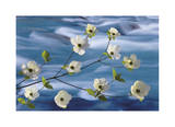 Dogwood River Limited Edition by Donald Paulson