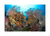 Reef Scenic 4 Limited Edition by Jones-Shimlock 