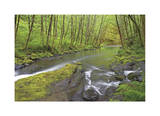 Nestucca River I Limited Edition by Donald Paulson