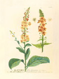 Blattaria Premium Giclee Print by Georg Dionysius Ehret