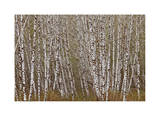 Alder Trees Olympic National Park Limited Edition by Donald Paulson