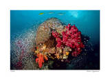 Reef Scenic 5 Limited Edition by Jones-Shimlock 