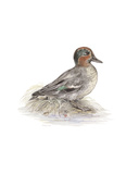 Teal Premium Giclee Print by C.T.N. Ackland